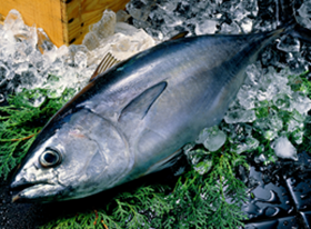 5月　本まぐろサク販売会のお知らせ